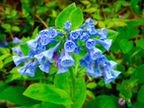 Why Fall is the best time to plant Virginia Bluebells