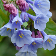 Blue, Purple Flowers