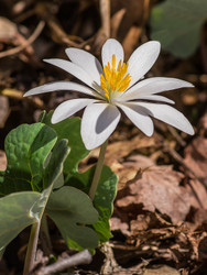 White Blooming Plants