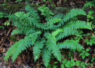 ​How Ferns Can Add Natural Beauty to Your Home and Garden