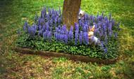 How to Build a Beautiful Shade Garden