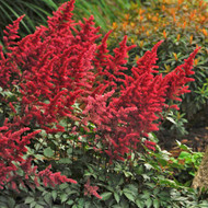 Astilbe: A Burst of Summer Color That Thrives in the Heat
