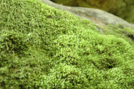 Moss Gardens and all Their Benefits