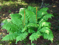 Cinnamon Ferns are one of the largest ferns available?