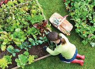 Tips for Being A Successful Gardener