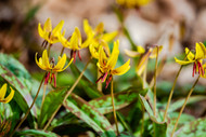 Benefits of Using Native Perennials in Your Landscape            