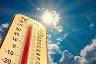 How to Keep Your Plants Alive in Record Heat: Summer Gardening in the South