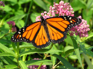 Saving Monarch Butterflies