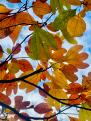 Sassafras Tree: Native Trees Finest, Enduring Hardwood