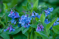 Best Native Plants for Zone 7