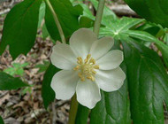 The Mayapple Plant