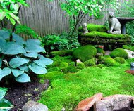 Benefits of Growing a Moss Garden