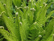 How to grow luscious Ostrich ferns.