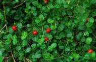 Partridge Berry Ground Cover