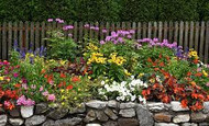 How to Start a Perennial Flower Garden