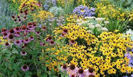 Perennials Make The Best Garden Choices For Vibrant Flower Colors