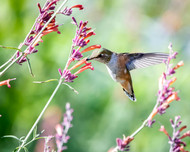 Creating a Hummingbird Haven: Attracting Pollinators with Vibrant Plants