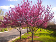 ​Nurseries Offer The Best Quality Trees & Plants