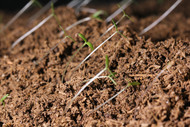 Worm Casting Aid in Root Development