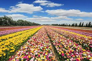 Spring Blooming Perennials