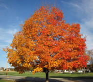 ​Fall is the Best Time for Gardening