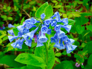 Why Fall is the best time to plant Virginia Bluebells