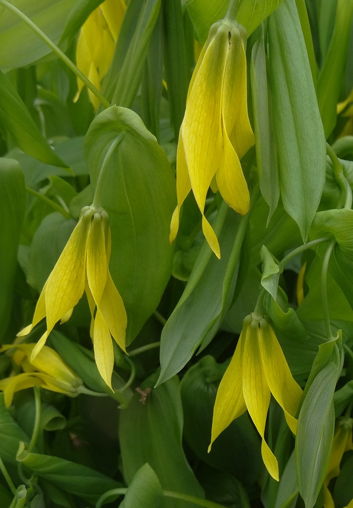 Red Cardinal Flower For Sale Buy Lobelia Cardinalis Online