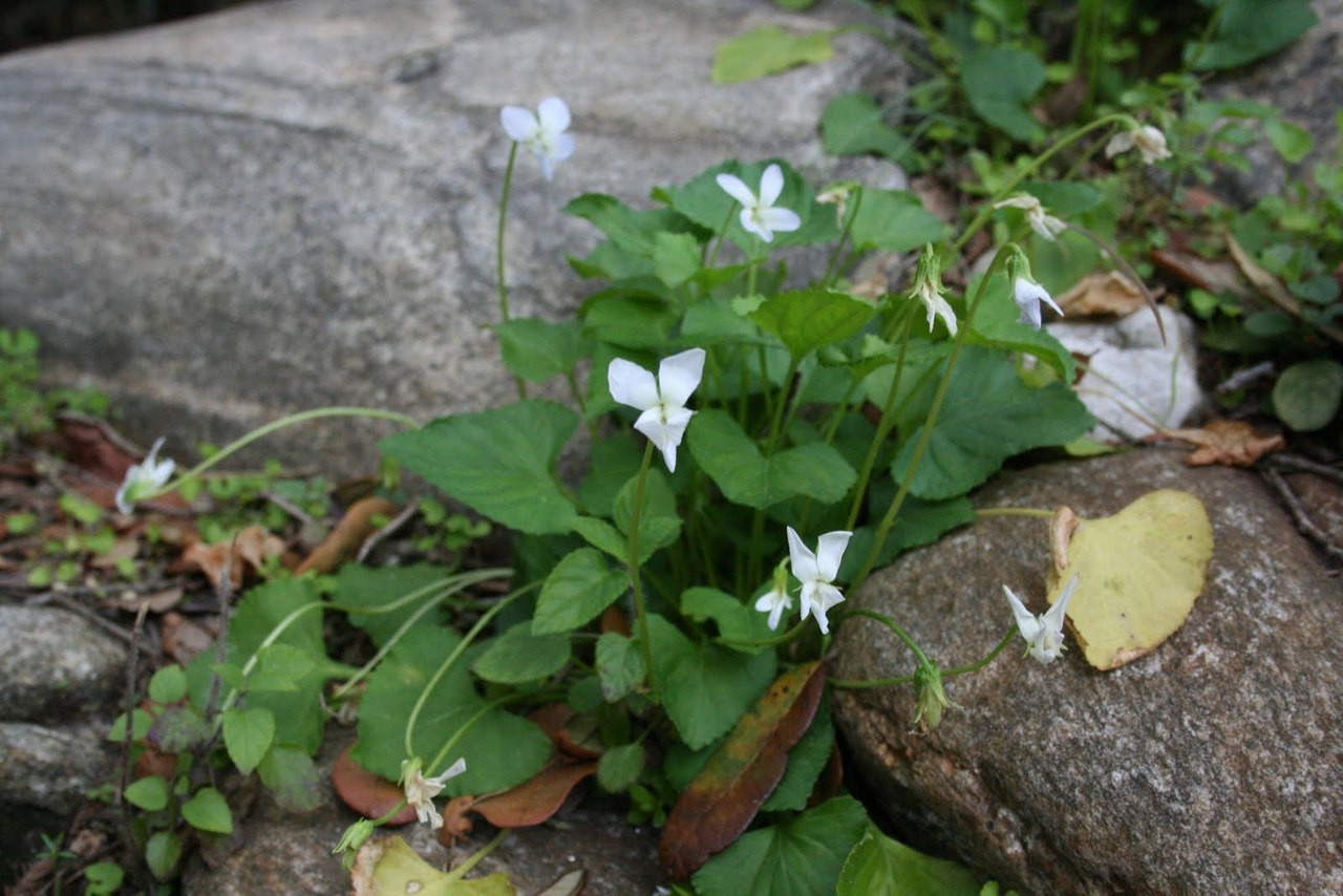 White Violets For Sale 4.99 Healthy Plants Fast Shipping