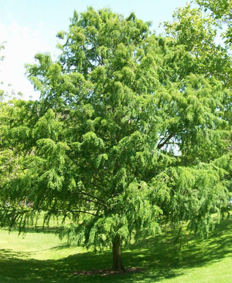 Fast Growing Trees For Sale Buy Trees Online Nursery