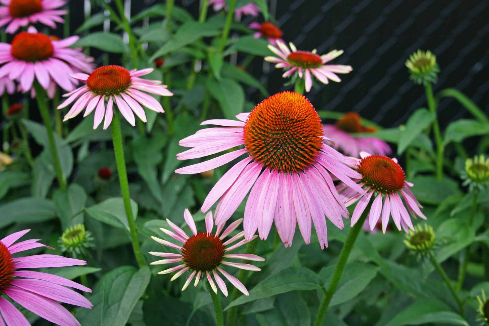 Tips from the Experts Native Wildflowers Nursery