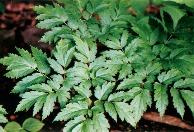 Black Cohosh Plant For Sale Online Native Medicinal Plants