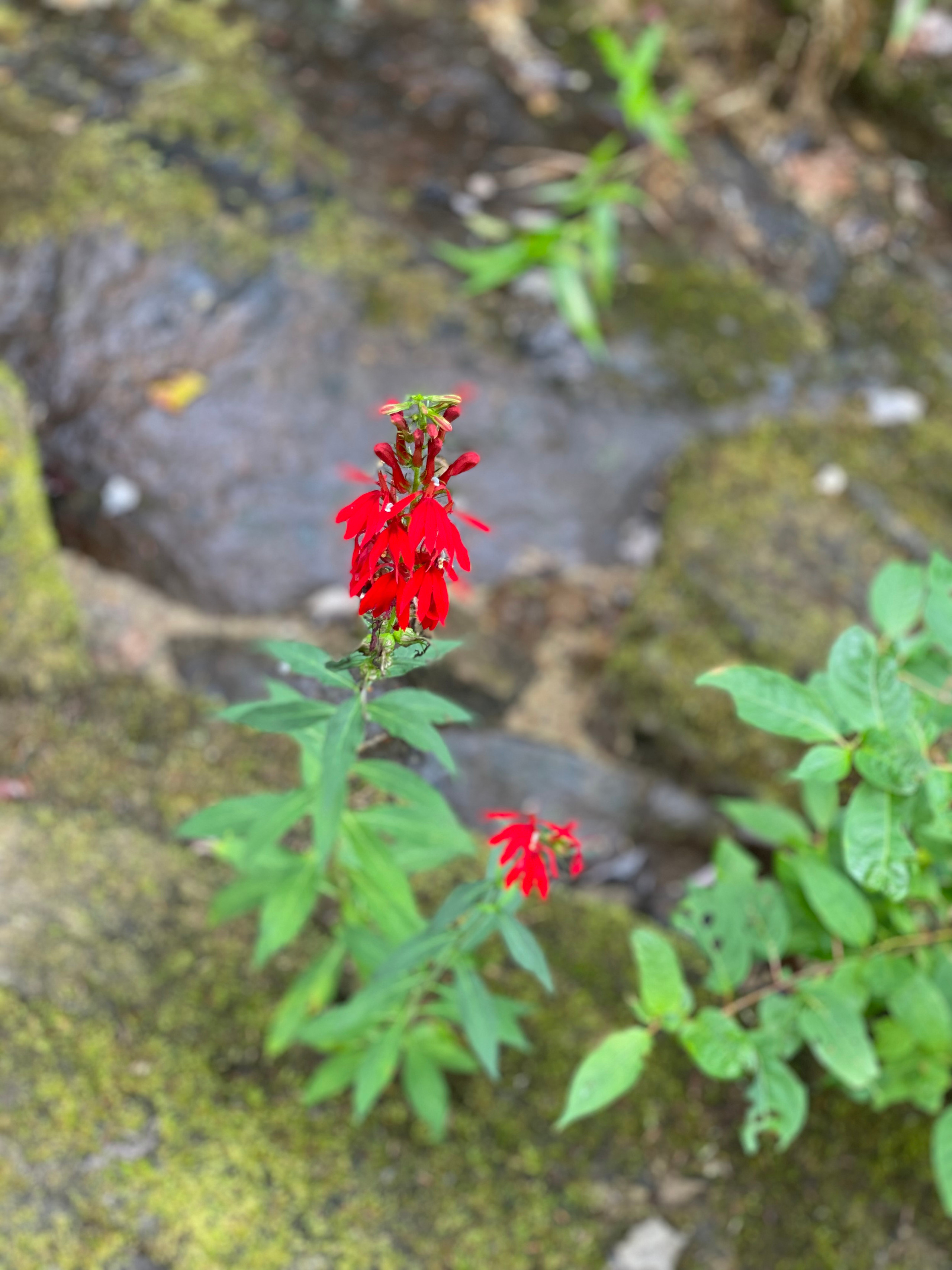 Red Cardinal Flower For Sale Buy Lobelia Cardinalis Online