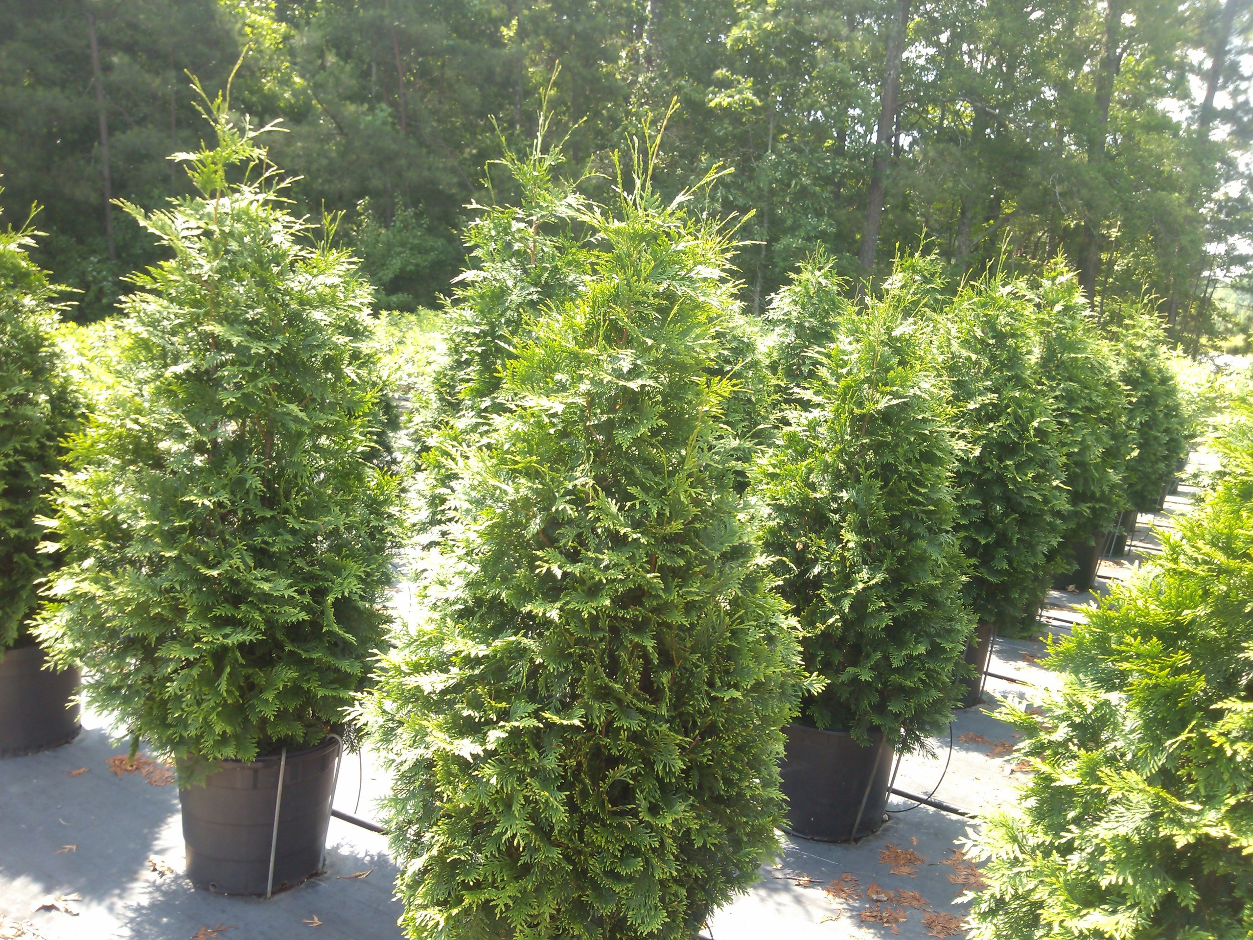Green Giant Arborvitae Trees For Sale Buy Evergreen Trees