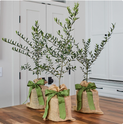 Holiday olive trees