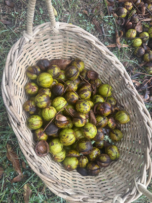 Hickory nuts for sale