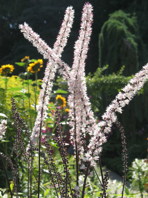 Black Cohosh blooms sprout for three weeks; from June thru September.