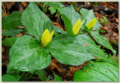 Yellow Trillium are fast growing and add a gorgeous pop of yellow to any flower bed.
