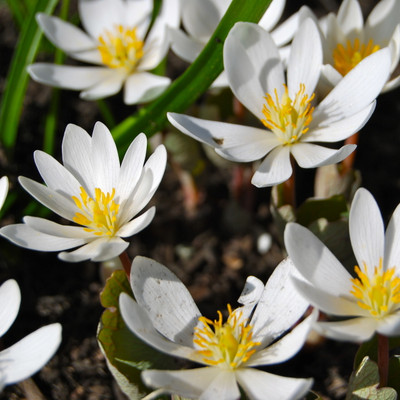 Bloodroot plants in full bloom have beautiful yellow and white foliage.