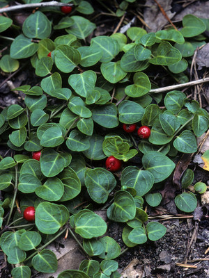 Partridgeberry vines are a fast growing ground vine that has little red berries,