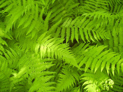 New york fern is a fast growing fern that look great along fences.