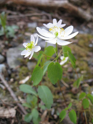 Rue Anemones are a low maintenance flowers that has vivid white blooms. Rue Anemones are a low maintenance flowers that has vivid white blooms.