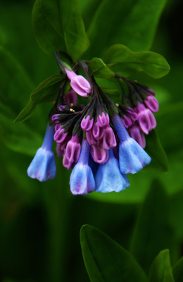 Virginia Bluebells Flower  is a low maintenance flower that looks great anywhere.