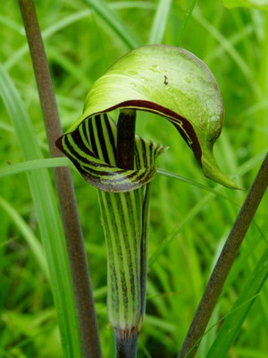 Soak up the rain with a rain garden - Gardening in Michigan