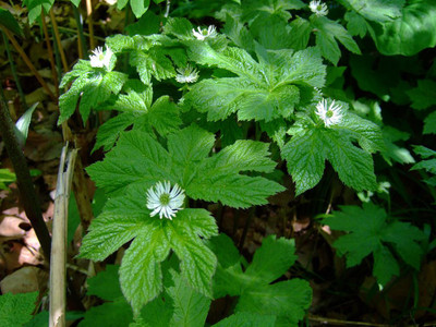Goldenseal leaves have vibrant green foliage.
