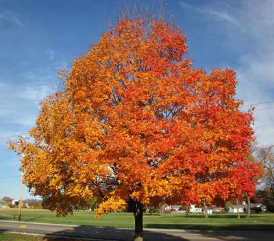 Sugar Maple Tree is a fast growing tree that will add a gorgeous fall foliage to any area.