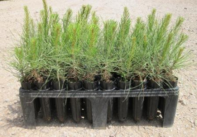 tree seedlings in bulk