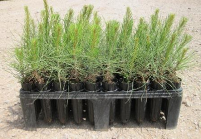 Virginia Pine Seedlings is a fast growing tree that can be used as a fencing or a wind-break.