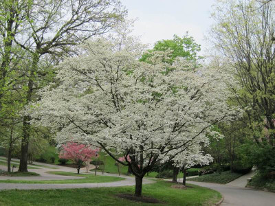 White Dogwood trees are fast growing trees that have vibrant white flowers on them.