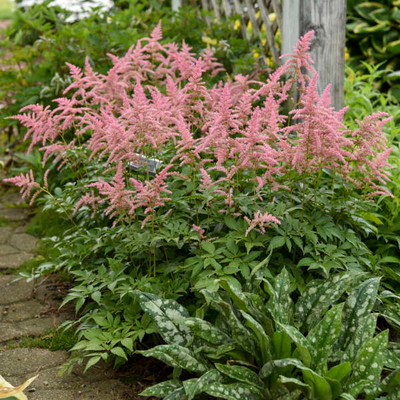 Pink Astilbe 'Bressingham Beauty'