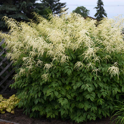 Goat's beard prefers partial to full shade and moist, well-drained soil.